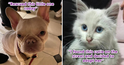 Pet Owners Who Couldn't Come Up With A Fitting Name For Their Furry Friends And Got Some Extra Help Online