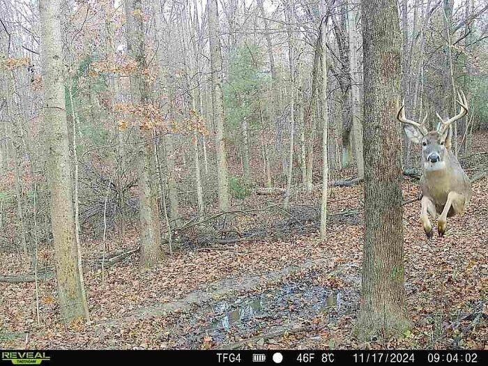 17. Hands Down The Coolest Trail Cam Pic I’ve Ever Got