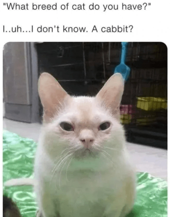 7. Yes, a combination of a cat and a rabbit