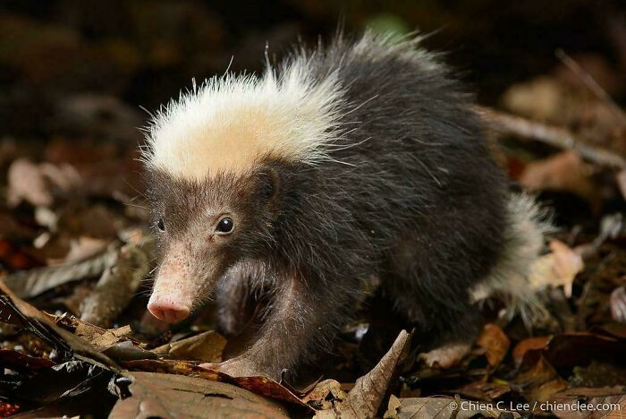 The Sunda stink badger (Mydaus javanensis) is a small, night-active mammal that lives in parts of Indonesia and Malaysia, where it spends most of its time foraging after dark.