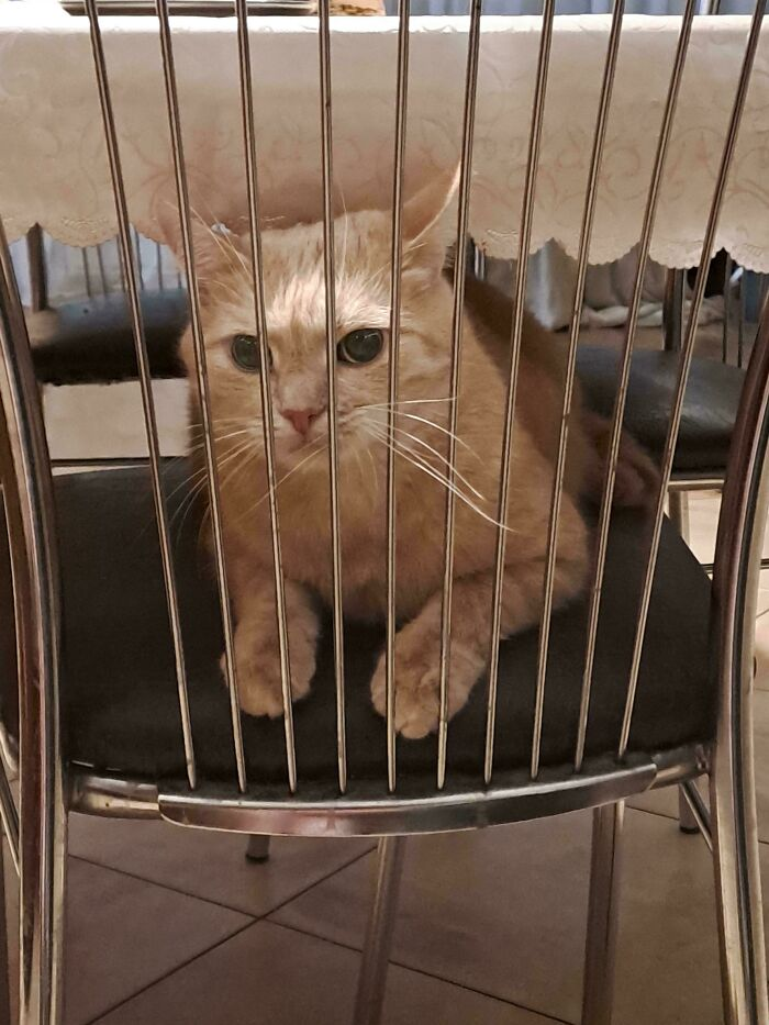14. Local feline caught in emotional and physical confinement.