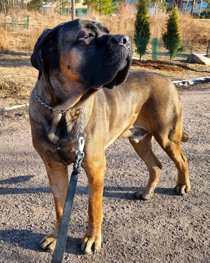 16. Cane Corso