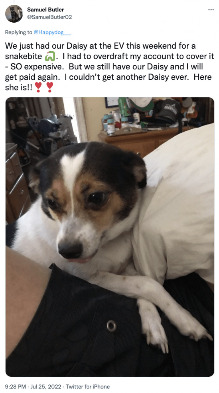 7. Pet owners feel the same way. No matter how expensive the treatment is, it can never match Daisy's love.