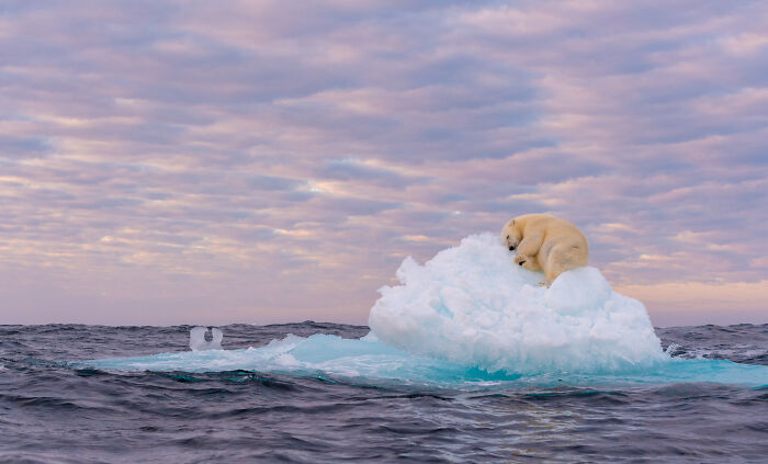 Polar Passion: Highly Honored -