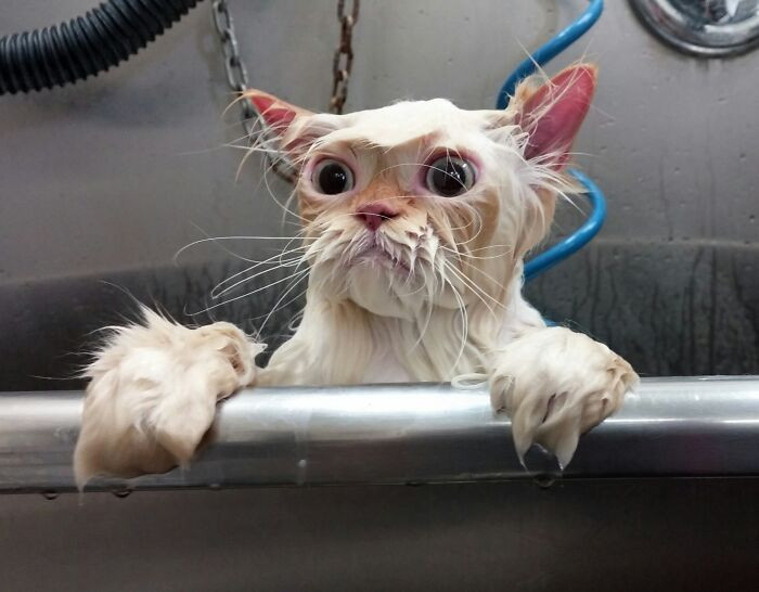 "This Cat In Our Grooming Salon Yesterday"
