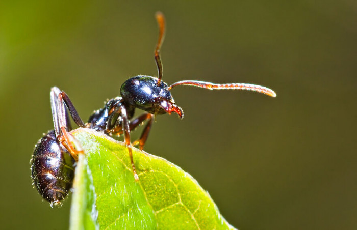 4. This ant knows the benefit of a good workout