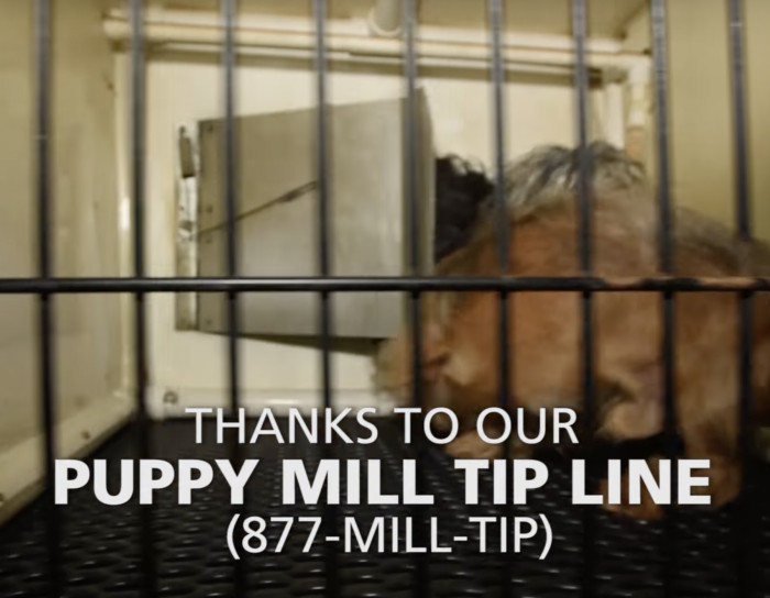 Had the Humane Society not received a tip through their line, who knows what would have happened to Daniel and the other dogs at the mill?