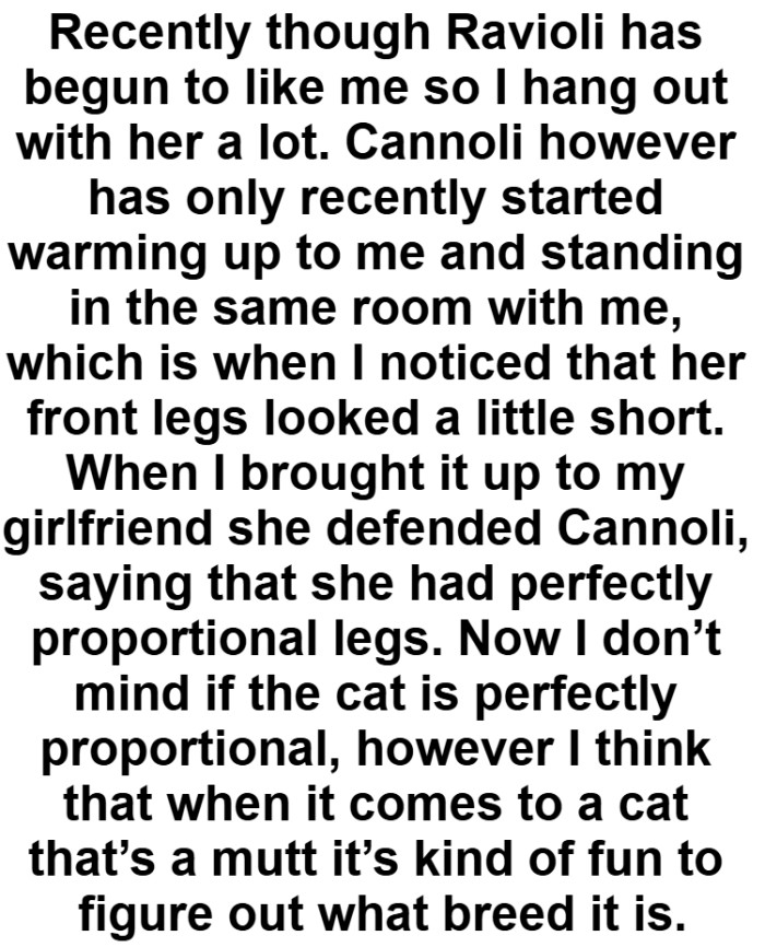 When it comes to a cat that’s a mutt, it’s kind of fun to figure out what breed it is