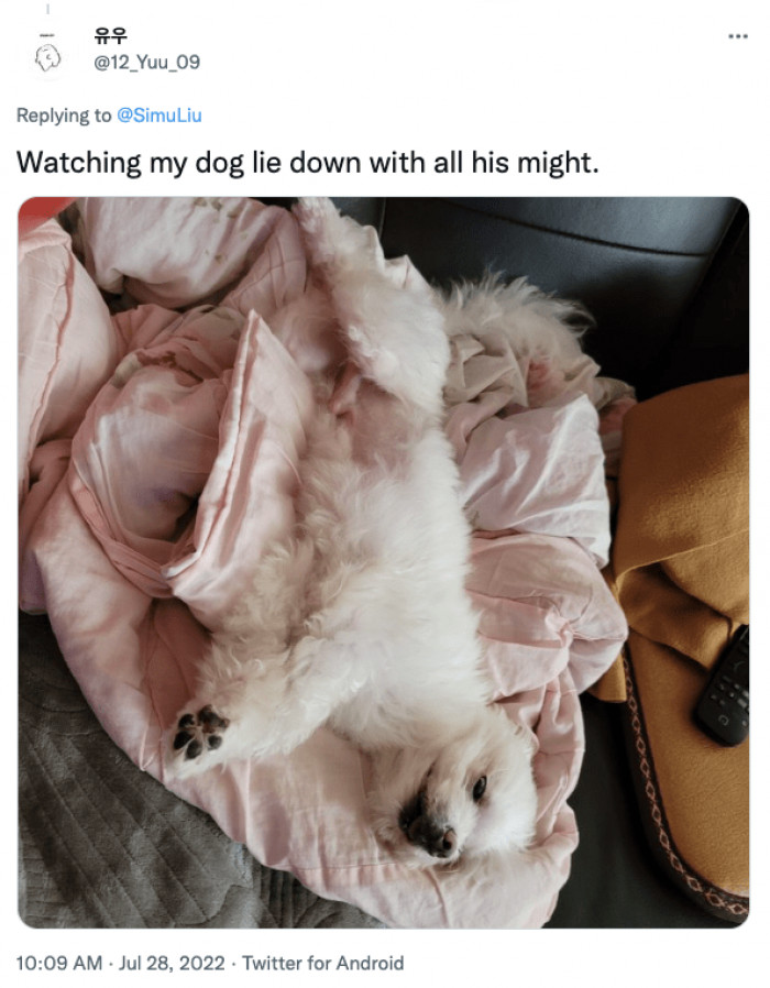 5. This dog looks like he has had the greatest fun of his life.