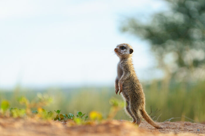 "On Sentry Duty"
