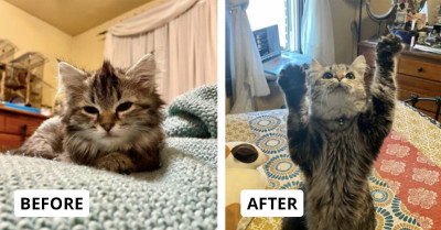 Adorable Transformations That Remind Us Why Felines Rule the Internet