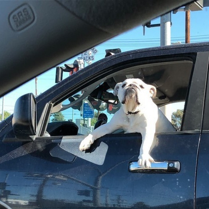 8. I'm sad... Hooman won't give me treats