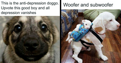 50 Times An Online Group Shared Dog Memes That Are So Hilarious That Dog Owners Could Relate