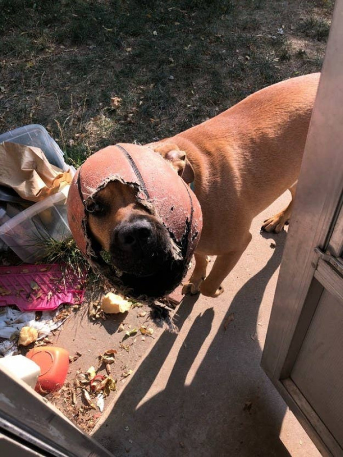 Even when they're up to mischief, it's hard not to smile at their antics.