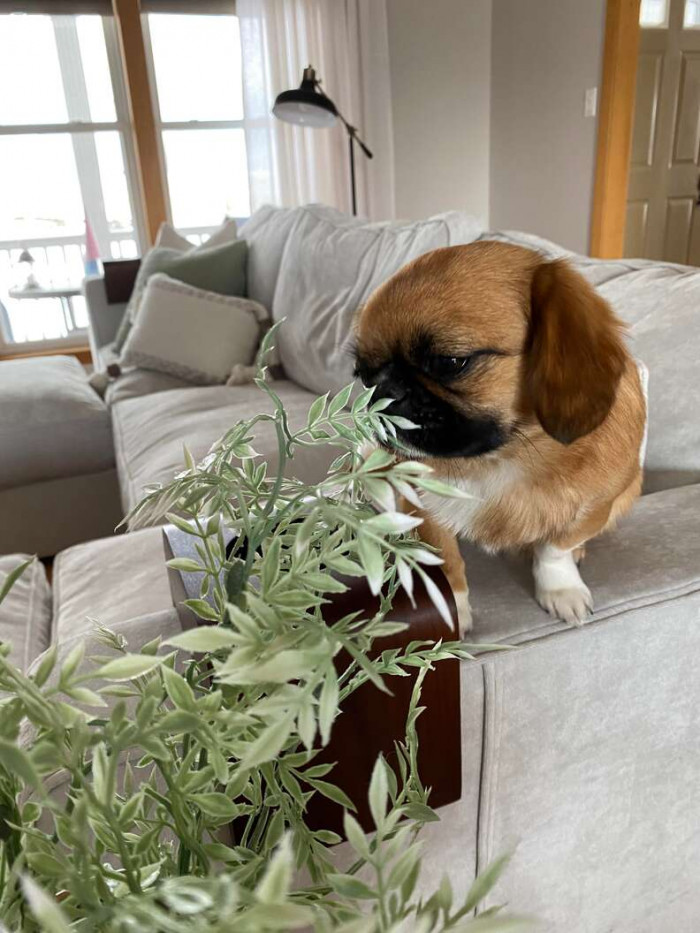 Sarah finds him sniffing the flowers they bought from the store