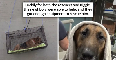 Dog Moved to Tears After Getting Rescued from River