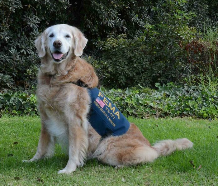 4. She is Bretagne, the last known search and rescue dog of the September 11 attacks. She passed away at the age of 16.