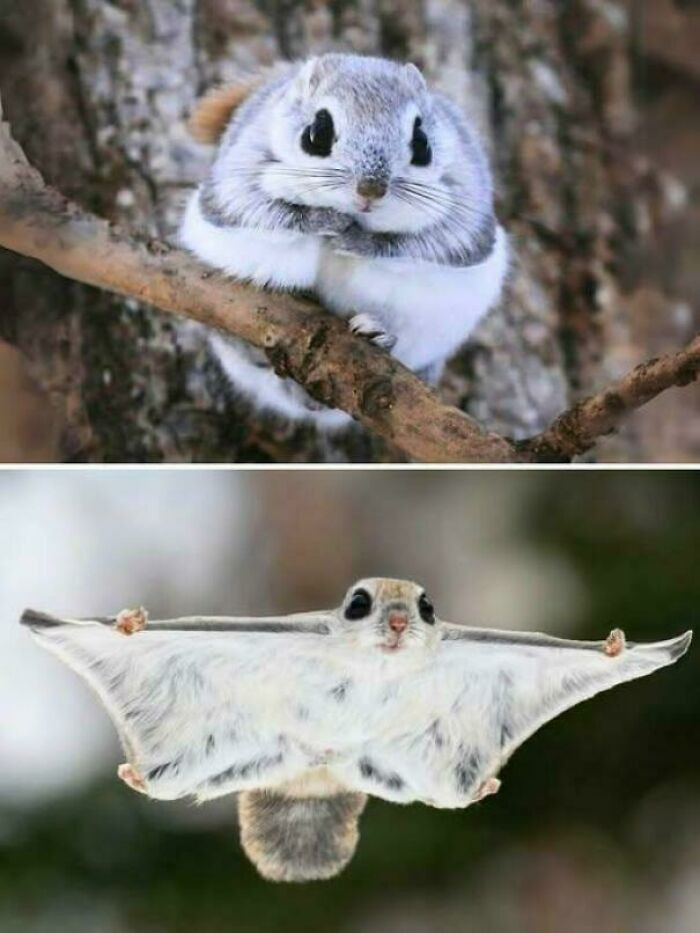 Japanese Dwarf Flying Squirrels use unique skin flaps, known as patagia, to glide gracefully from tree to tree—essentially becoming miniature gliders of the forest!
