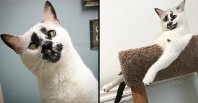 Adorable Stray Cat With A Rorschach Pattern Will Definitely Steal Your Heart