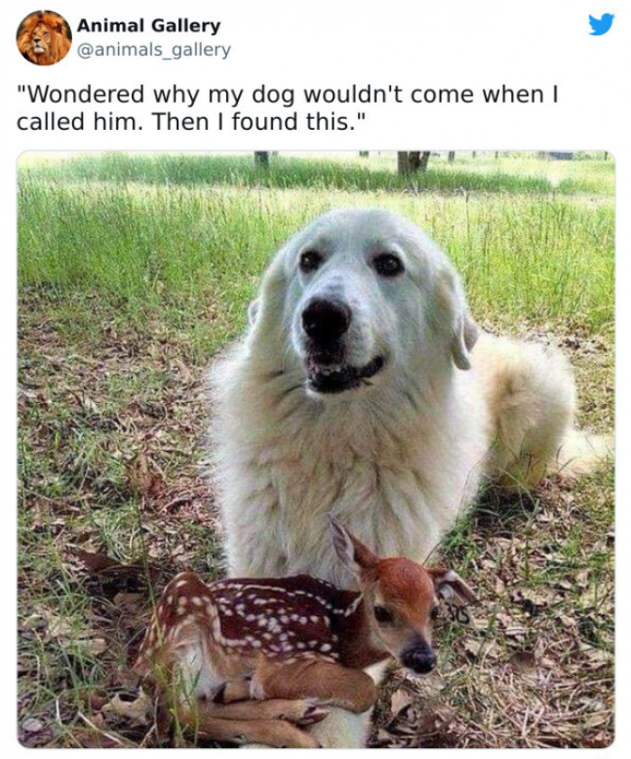 Dogs check on their humans, appearing concerned and caring together