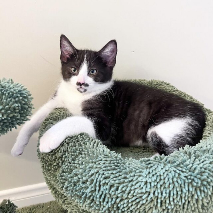 He loves being wrapped purrito style!