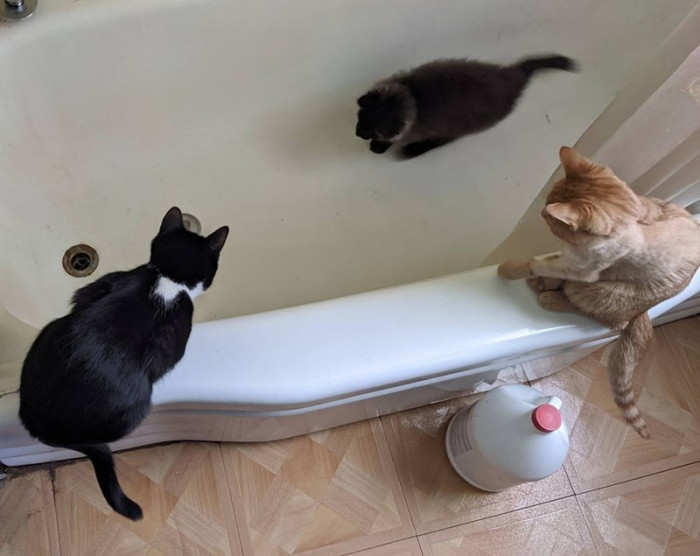 He needs wet food that he basically SMASHES into his mouth