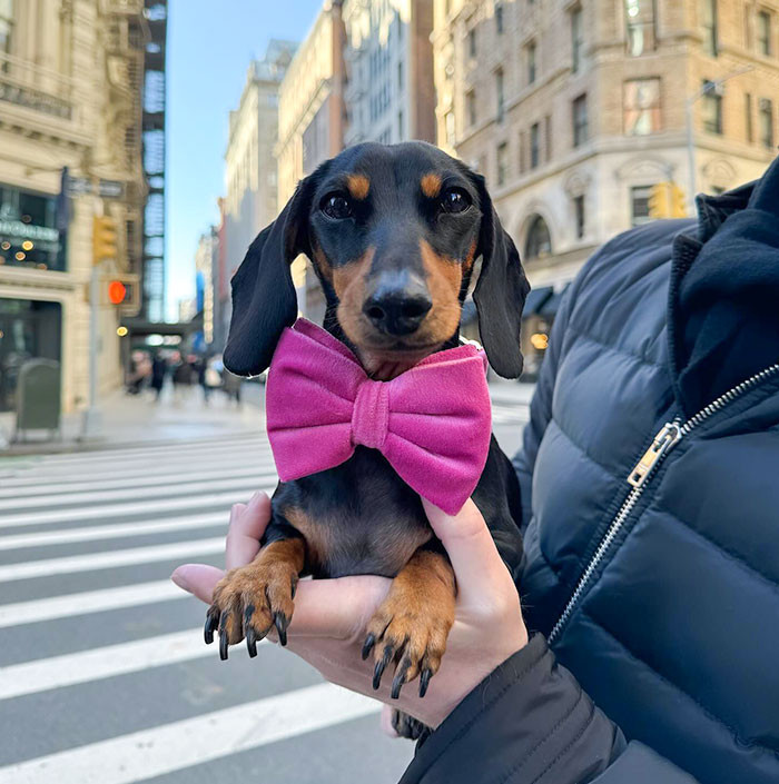 "Sausage Dog In Manhattan"