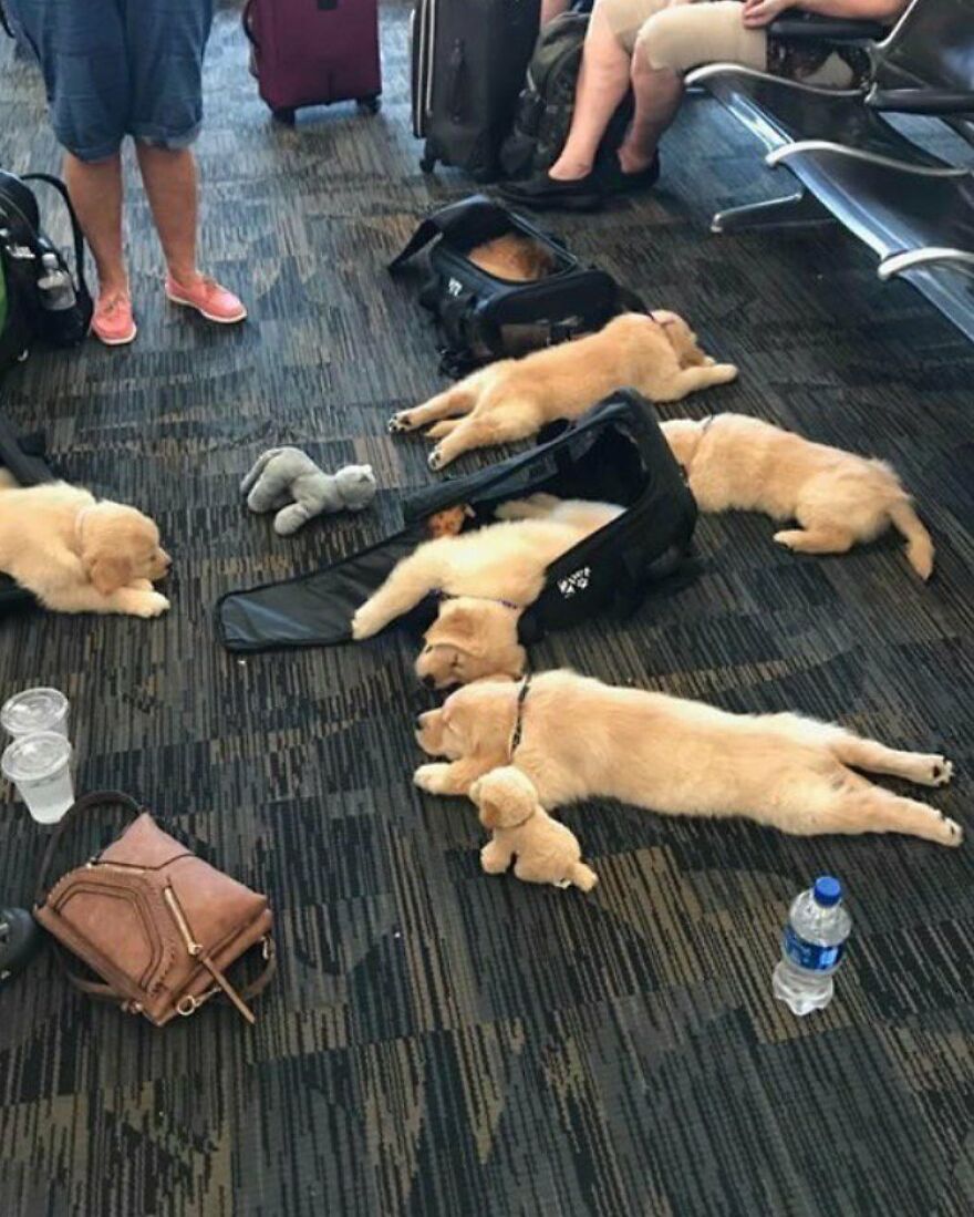 25. No, Someone Spilled All Their Puppies