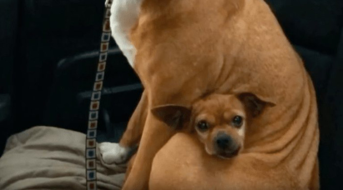 This is Merrill and Taco. The two dogs met at a shelter.