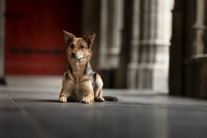 10. Something about this dog makes us feel like it knows far more than we do