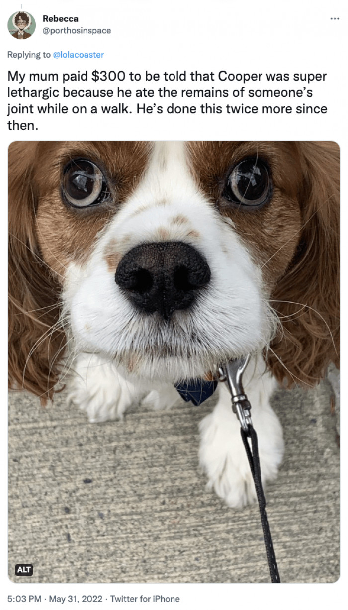 10. Cooper Was Super Lethargic