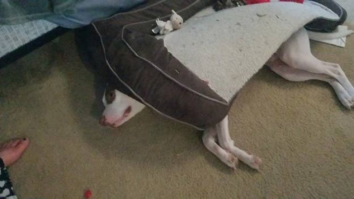 You'll never know where you'll find your pup next.