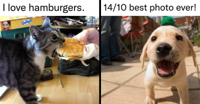 Some of the Best Cat and Dog Tweets That Are Sure to Boost Your Mood