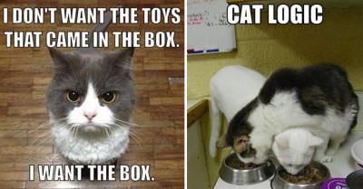 These 20 Funny Pictures Will Help You Understand Cat Logic A Little Better