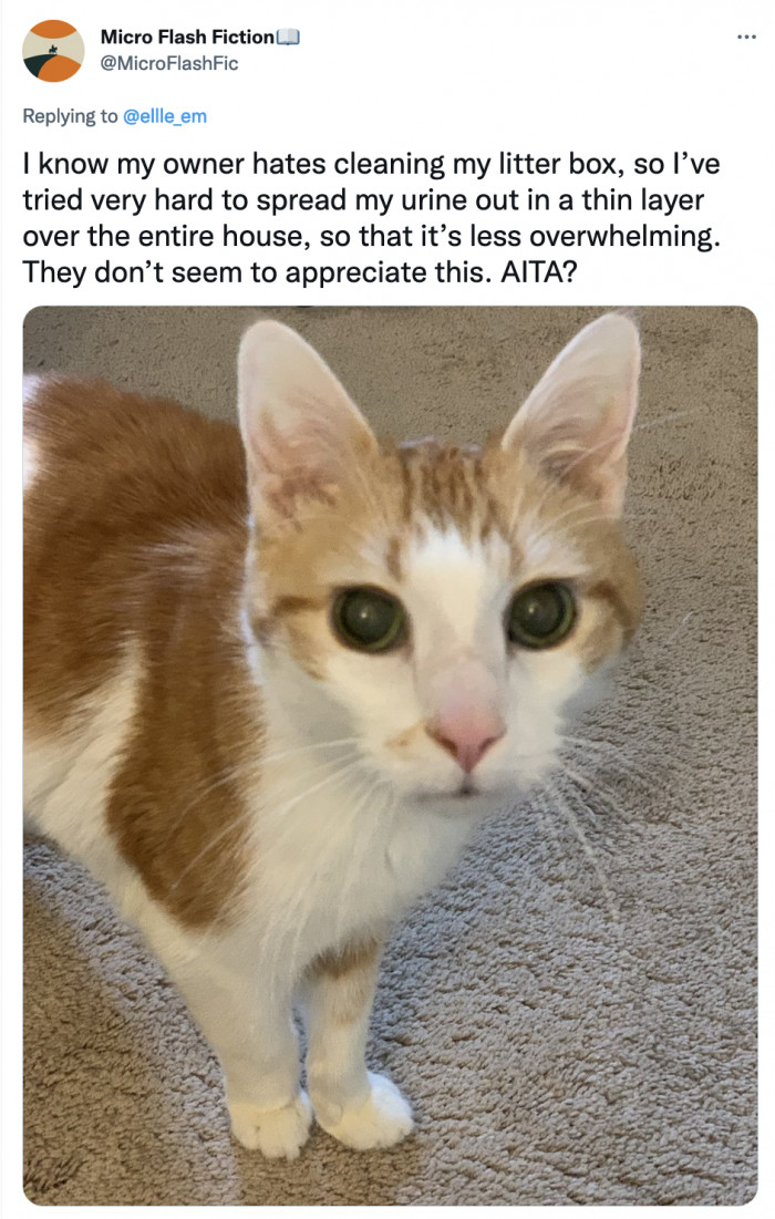 Is this cat TA when they tried very hard and the human doesn’t appreciate their effort?