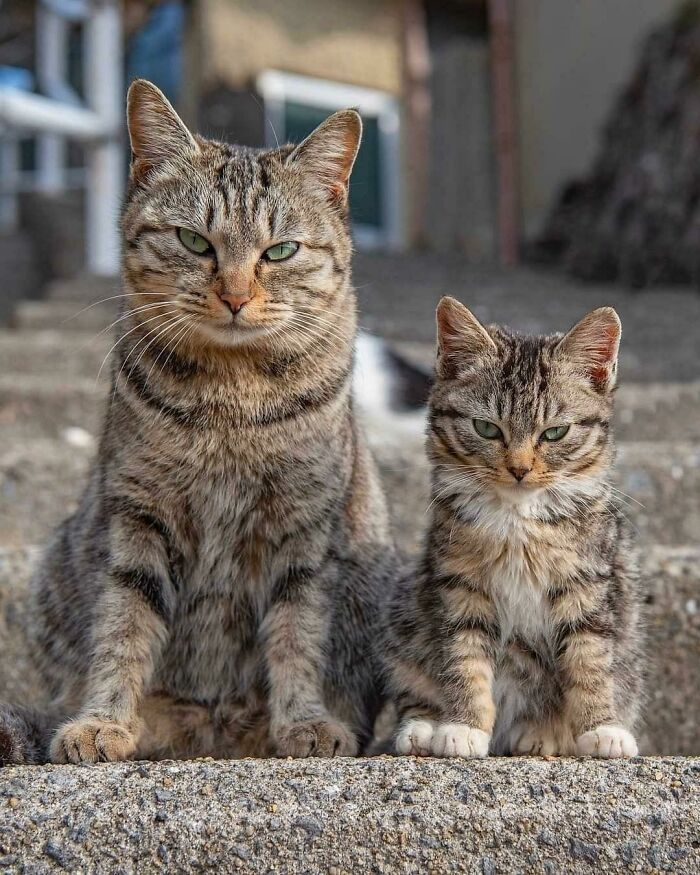 21. Copy and paste: feline edition