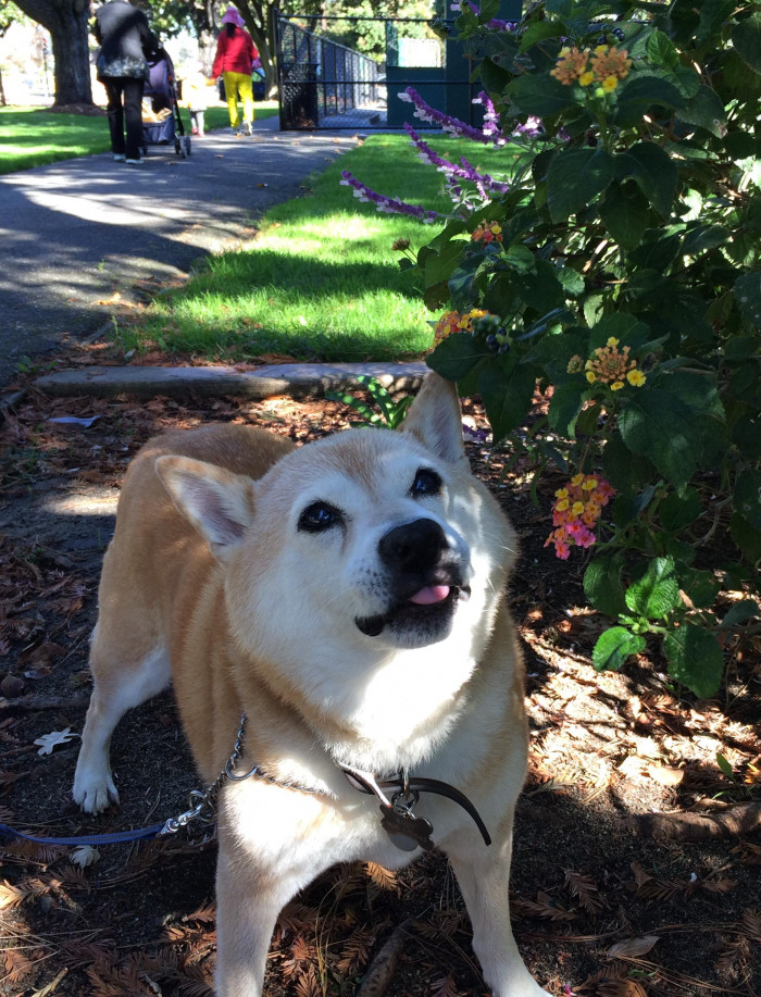 ... here's a photo of Roxy, who is a fellow flower savant