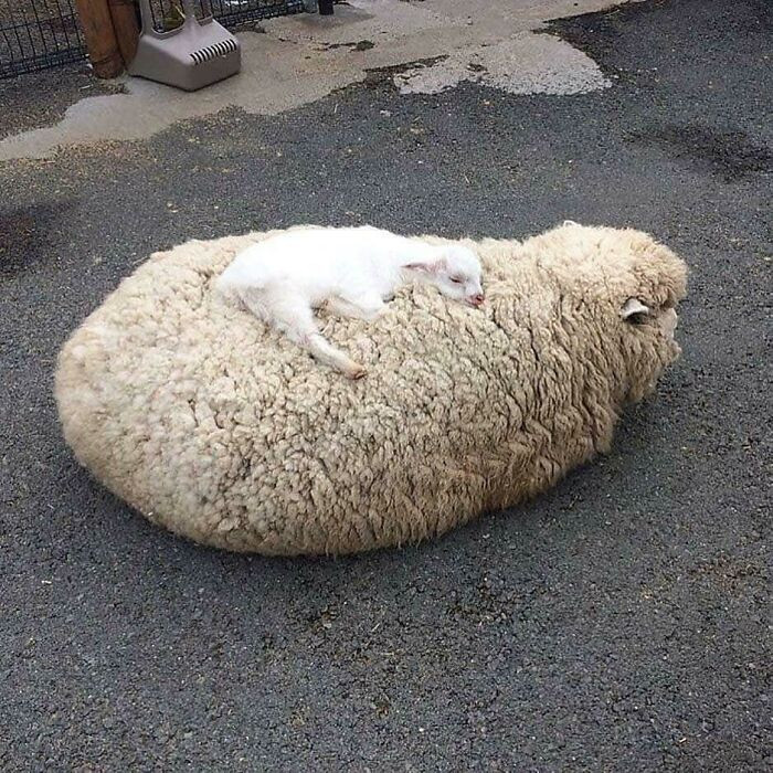 50. Baby sheep sleeping on its mother