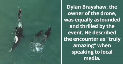 Viral Drone Footage Shows Swimmer Who Is Being Surrounded By A Group Of Orcas Off New Zealand’s Coast