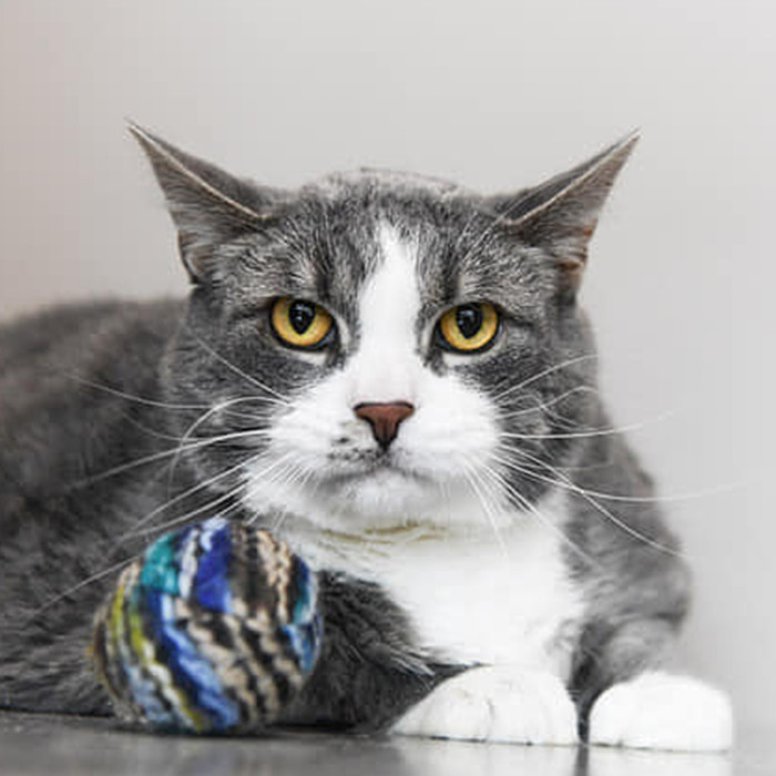 So, with that in mind, Charlie's rescue team is on the hunt for someone who wants to be a personal trainer for the adorable, chunky boy!