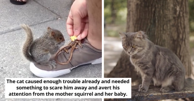 Worried Mother Squirrel Ushers Stranger To Her Baby's Location When She Needed Help