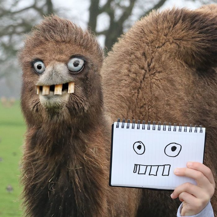 5. This camel has the naughtiest eyes