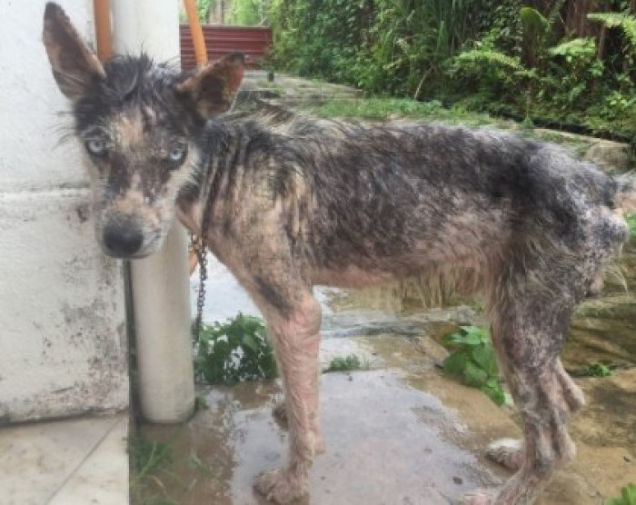 This was Dai Bao when rescued from the street