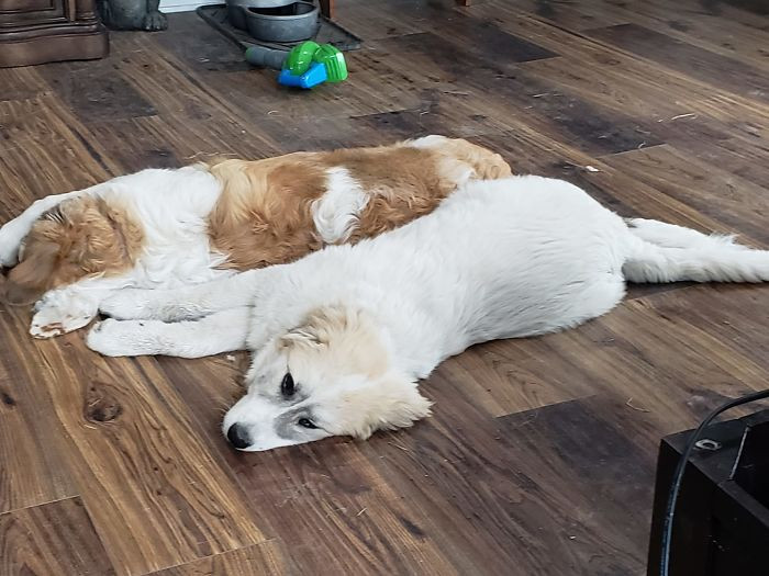 They are 100% Great Pyrenees, called the Pyrenean Mountain Dog