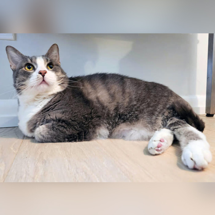 Charlie was in mostly good health when he arrived at the shelter, but for him to stay that way, his rescuers know he desperately needs to lose weight.