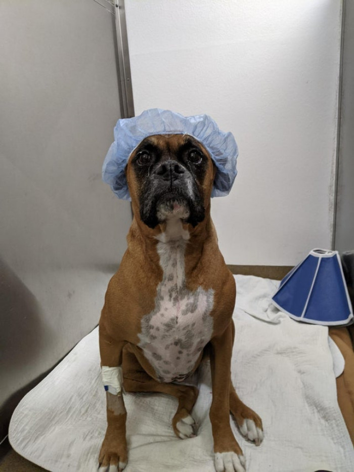 12. The vet is very familiar with my boxer. They know he's good-natured, so they decided to put a cap on him. They sent me this picture