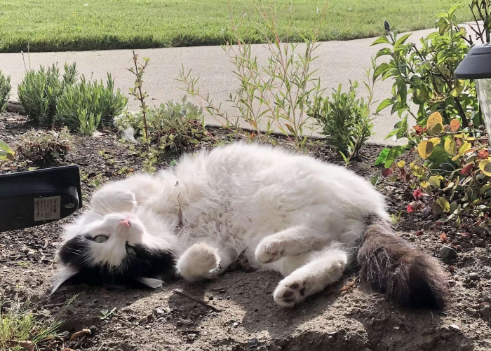“It’s so gratifying knowing that one of these formerly homeless kitties is safe,” his owner said.