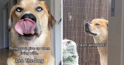 Some of the Most Adorable Dog Videos on Instagram Recently That You Don't Want to Miss