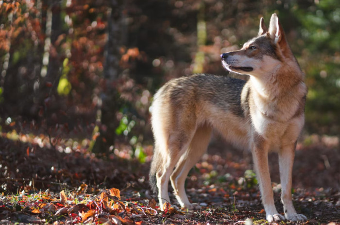 Coyote Facts About Appearance and Tracks