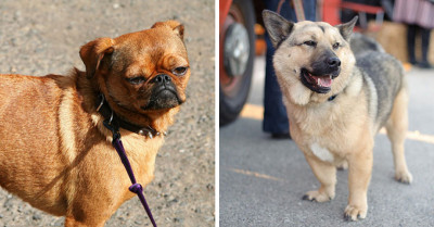 23 Pictures Of Awwdorable Cross-Bred Dogs That Will Make You Fall Hard For Anything But A Pure Bred